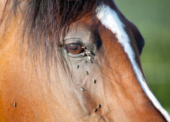 Fly Control - How do I keep my horse happy?
