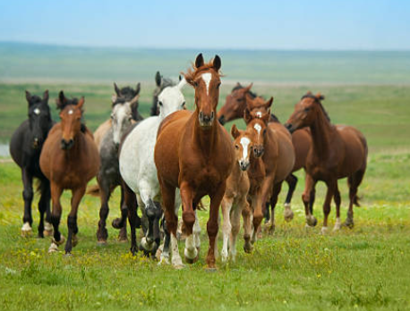 A Quick Guide to Horse Coloring