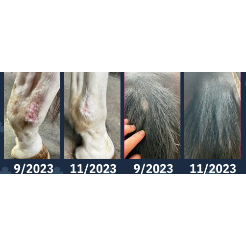 Coat and Scar Repair | Hair Regrowth Oil