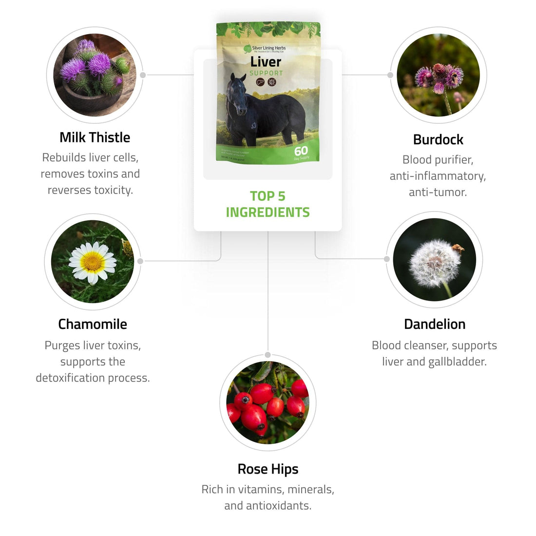 Liver Support for Horses