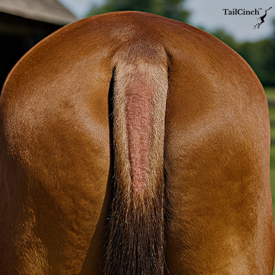"Why Is My Horse Rubbing His Tail Raw?"