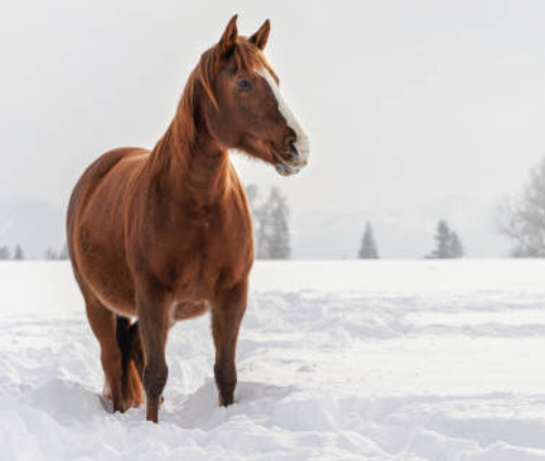 ❄️ How to Prep for Winter at the Barn: A Horse Owner’s Checklist