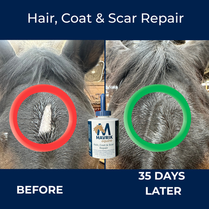 Coat and Scar Repair | Hair Regrowth Oil