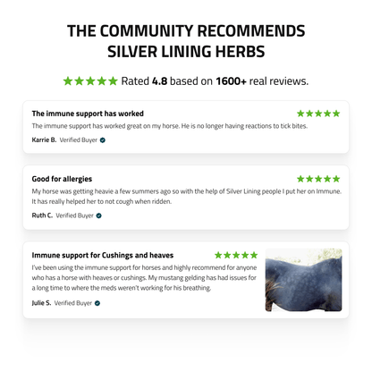 Immune Support for Horses