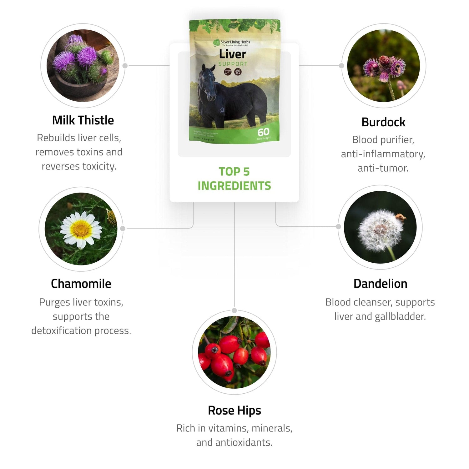 Liver Support for Horses